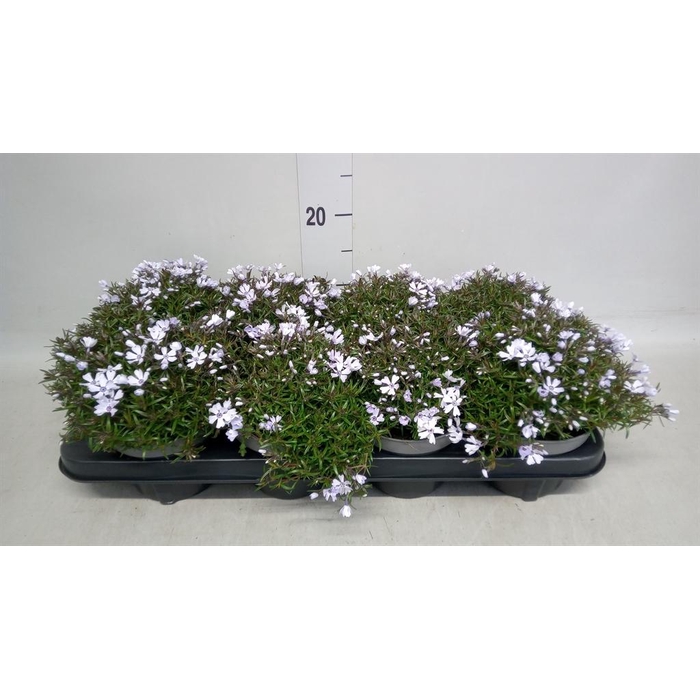 <h4>Phlox sub. 'Emerald Cushion Blue'</h4>