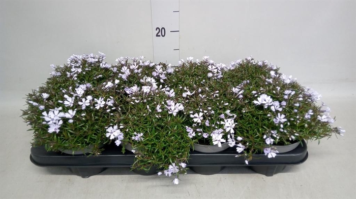 <h4>Phlox sub. 'Emerald Cushion Blue'</h4>