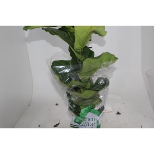 FICUS LYRATA P17