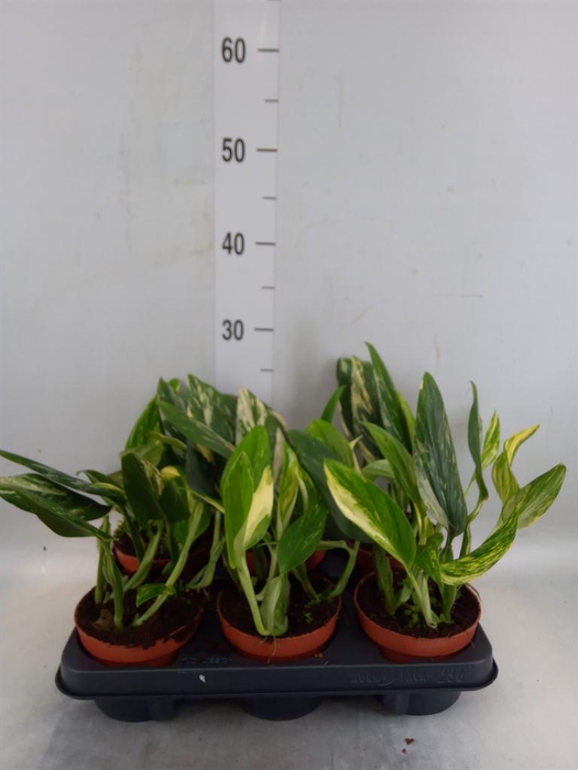 <h4>Monstera   ...</h4>