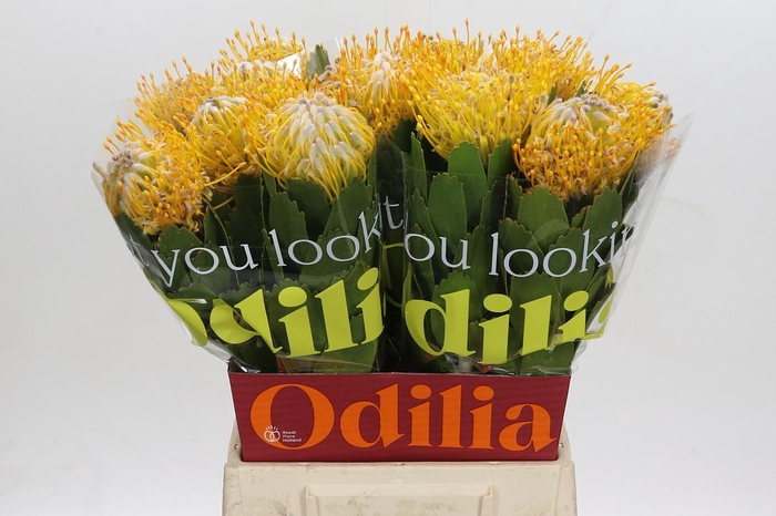 <h4>Nutans Joti</h4>