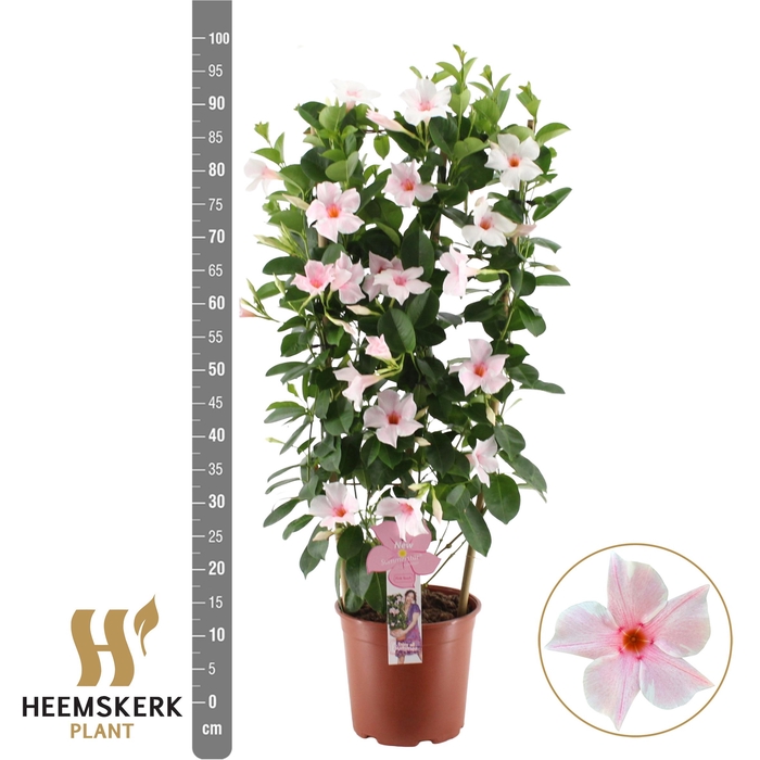 <h4>MANDE SUMMERST P TOU</h4>