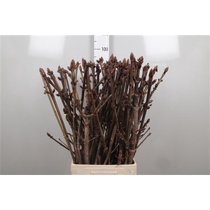 Aesculus Hippoc Tak