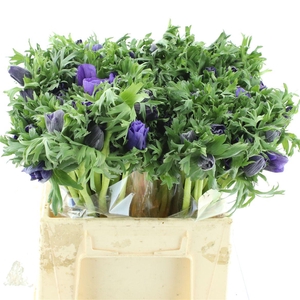 Anem Co Mar Blue