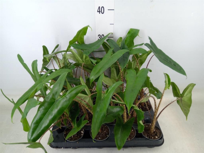 <h4>Alocasia zebrina</h4>