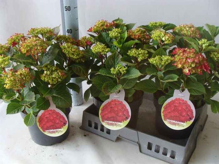<h4>Hydrangea mac.   ...</h4>