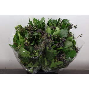 Hedera 400 Gr