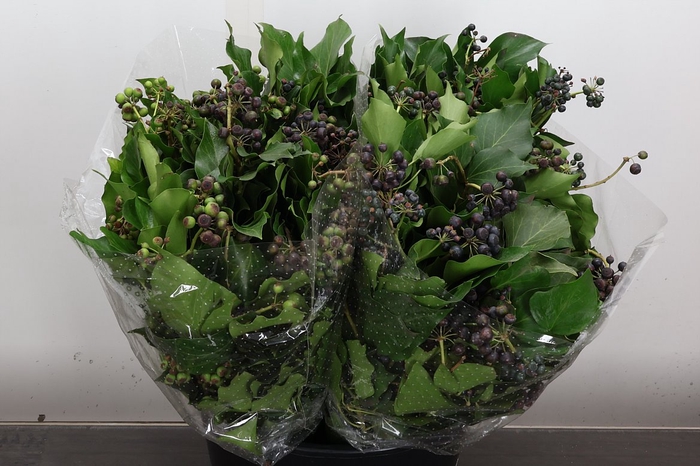 <h4>Hedera 400 Gr</h4>