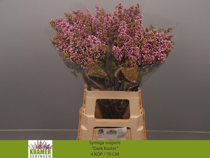 <h4>SYR V DARK KOSTER</h4>