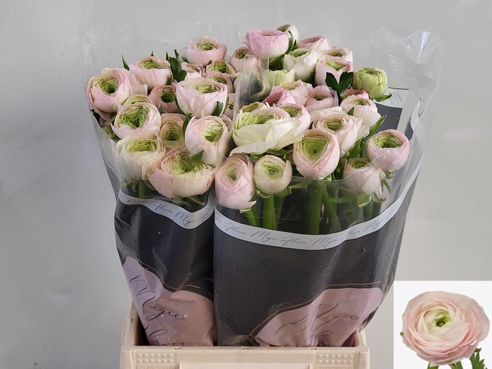 <h4>RAN REAL MARLEENE</h4>