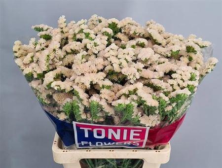 <h4>Lim S Apricot Sun Birds</h4>