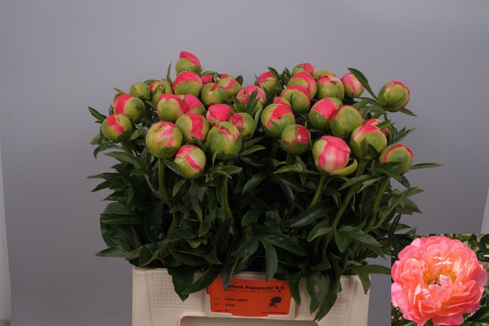 <h4>PAEO CORAL SUNSET</h4>