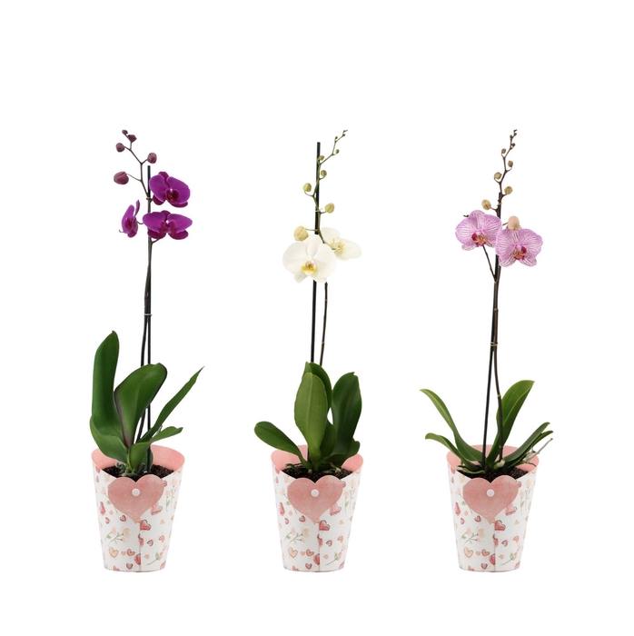 <h4>Phal. 1 spike Mix in Potcover Hart</h4>