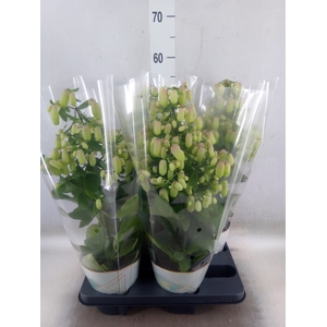 Kalanchoe  'Magic Bell'