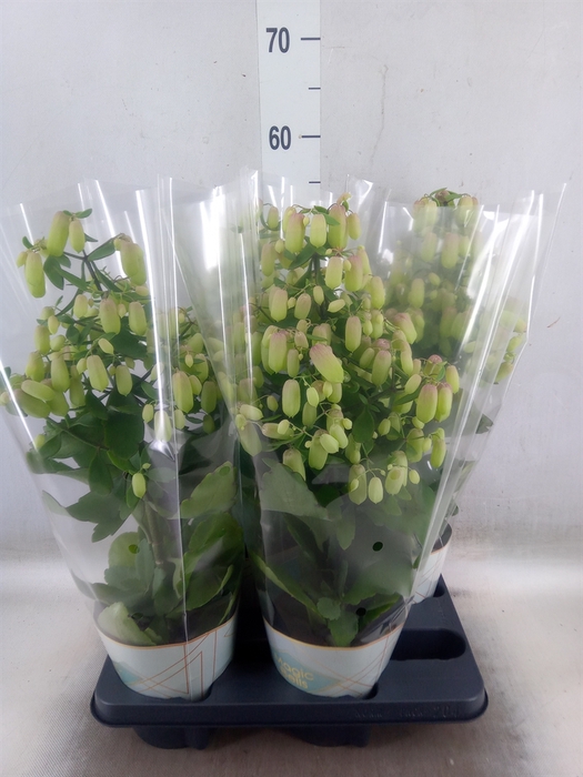 <h4>Kalanchoe  'Magic Bell'</h4>