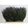 Aster Casamare