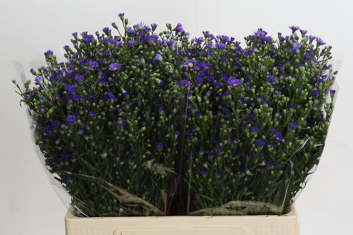 <h4>Aster Casamare</h4>