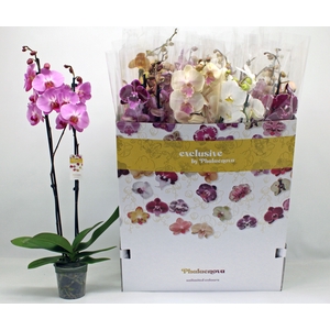 PHAL GEM 10 KL