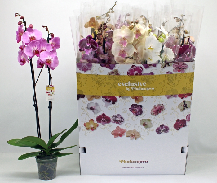 <h4>PHAL GEM 10 KL</h4>