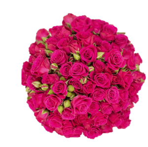 R Tr Lovely Lidia Hot Pink 50cm EC