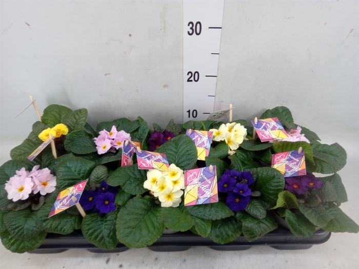 <h4>Primula ac. 'Obsidian'   ...mix</h4>