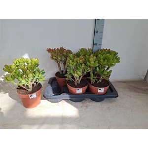 Crass Ovata