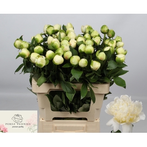 PAEO L BRIDAL SHOWER