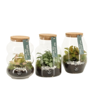 21782: Father's day terrarium