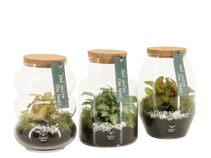 <h4>21782: Father's day terrarium</h4>