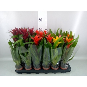 Guzmania   ...mix