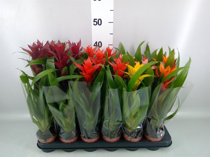 <h4>Guzmania   ...mix</h4>