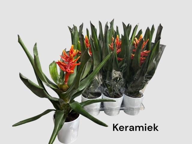 <h4>ARR BROMELIA</h4>