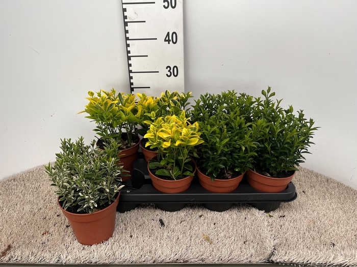 <h4>EUON JAP GEM</h4>