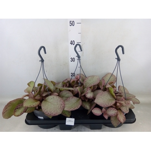 Episcia   ...