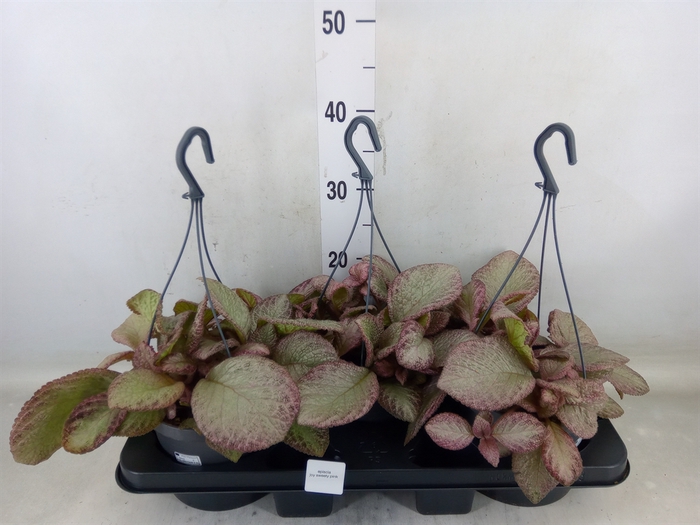 <h4>Episcia   ...</h4>