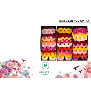 Germini Mix 3 kleuren Doos