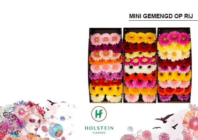 <h4>Germini Mix 3 kleuren Doos</h4>