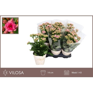 KAL GE RF GRACF PINK