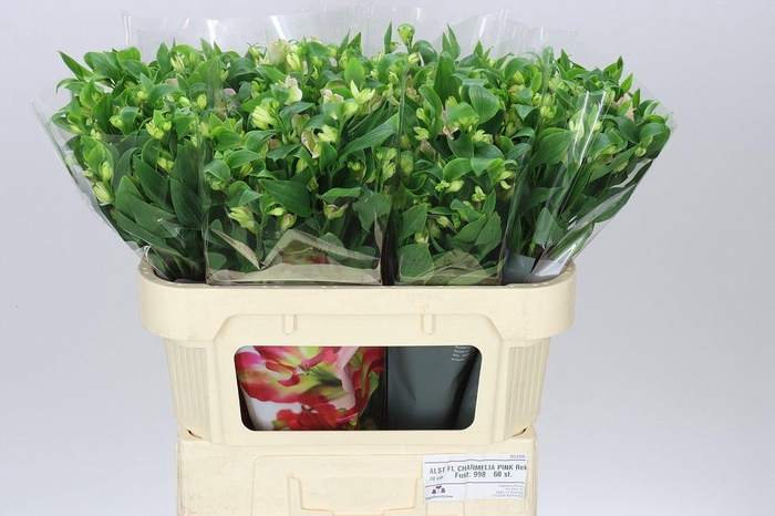 <h4>Alstro Charm Pink</h4>