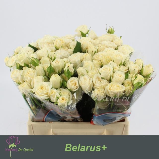<h4>R Tr Belarus+</h4>