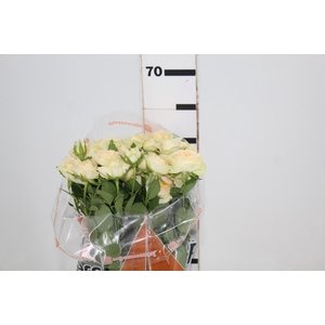 ROSA SPRAY JANA 060 CM CHAMPAGNE/CR