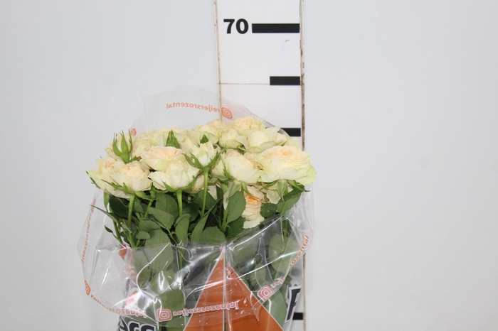 ROSA SPRAY JANA 060 CM CHAMPAGNE/CR