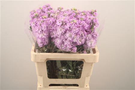 <h4>Matth Iron Lavendel</h4>