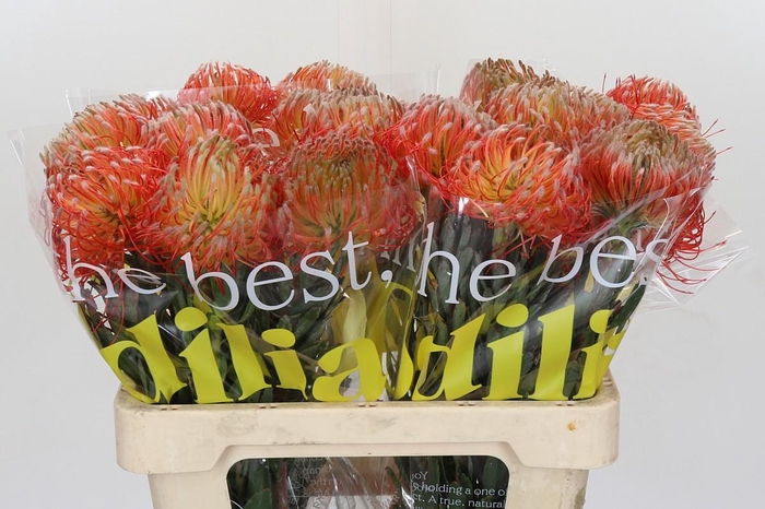 <h4>Nutans Blanche</h4>