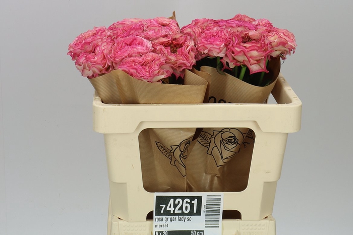 <h4>Rosa Gr Gar Lady Somerset</h4>