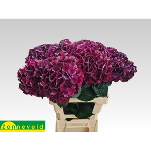 HYDR M MAG DARK RUBY