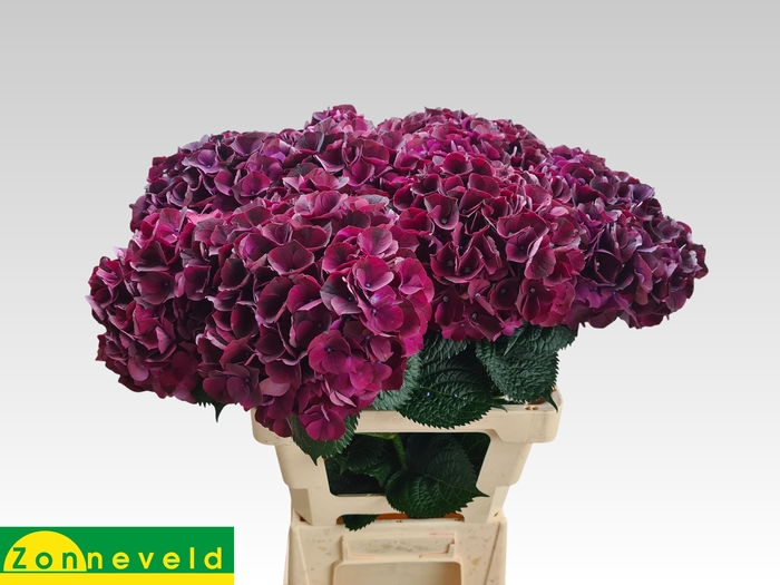 <h4>HYDR M MAG DARK RUBY</h4>