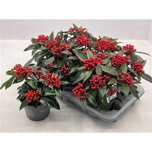 Skim J Reevesiana 5-6+