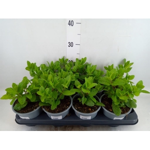 Mentha spicata