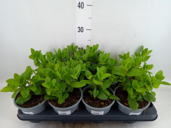 <h4>Mentha spicata</h4>